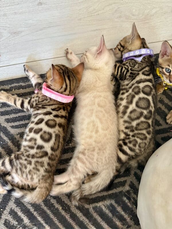 Bengal kittens for sale in Birmingham, West Midlands – 10 weeks old