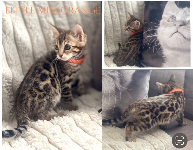 Bengal kittens for sale in Essex – 12 weeks old