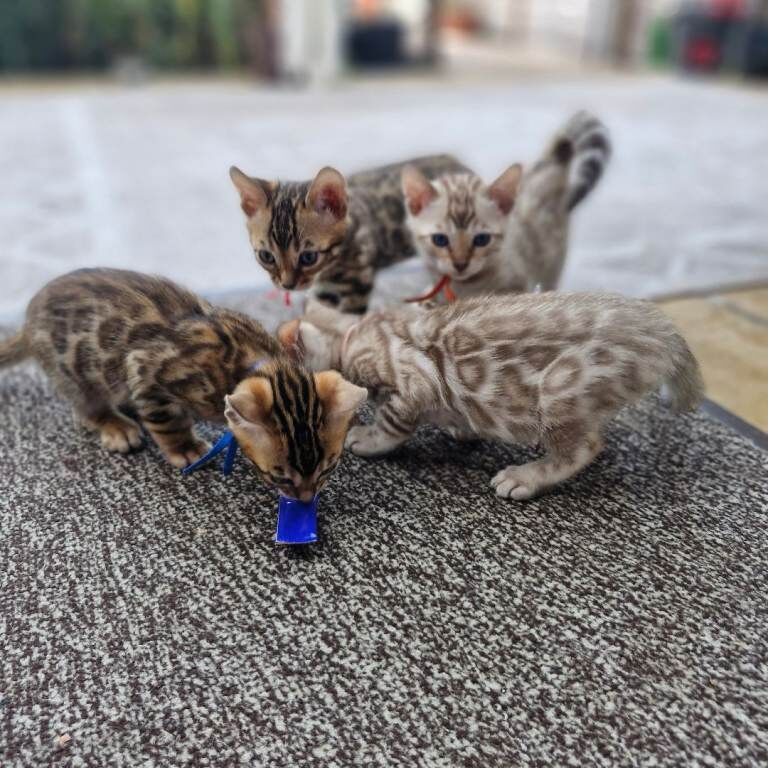Tica registered pure bengals kittens,exceptional quality
