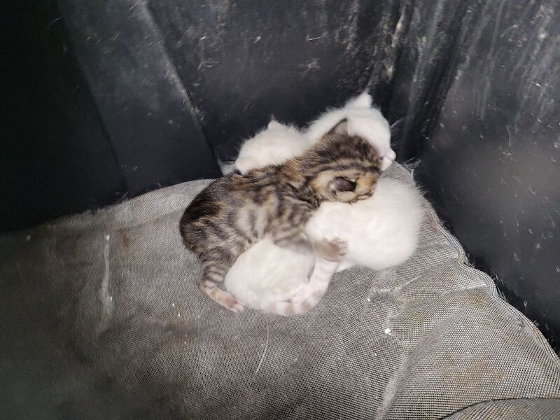 Bengal kittens for sale in Peterborough, Cambridgeshire – 4 weeks old