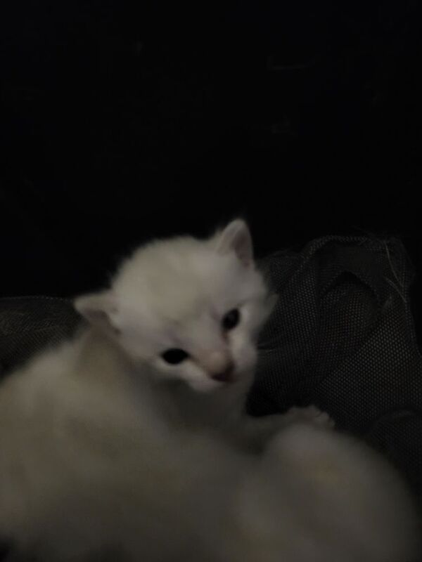 Bengal kittens for sale in Peterborough, Cambridgeshire – 4 weeks old - Image 2 of 3