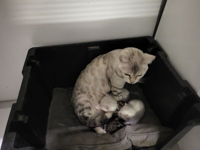Bengal kittens for sale in Peterborough, Cambridgeshire – 4 weeks old - Image 3 of 3