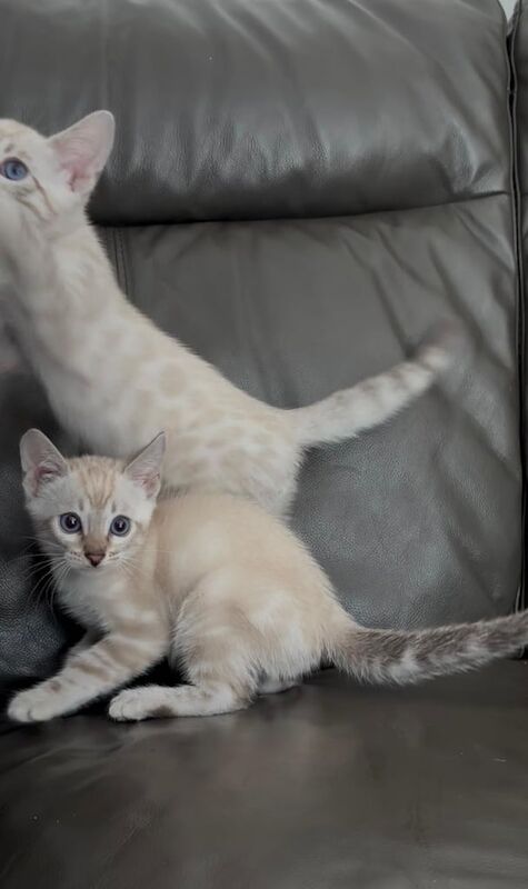 Bengal kittens for sale in Tower Hamlets, Kent – 10 weeks old