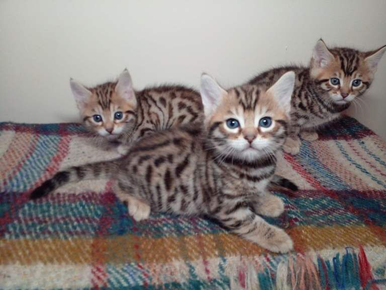 Top Quality Bengal