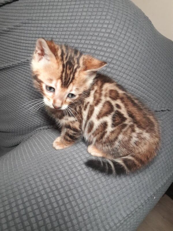 Top Quality Bengal Kittens for sale in Haymarket, Edinburgh