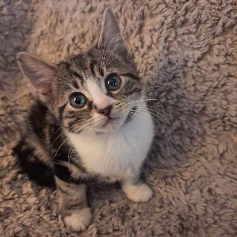 Bengal kittens for sale in Cambridge, Cambridgeshire – 10 weeks old