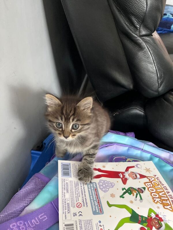 Two adorable kitem