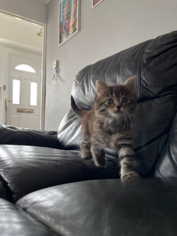 Two adorable kitem - Image 2 of 5