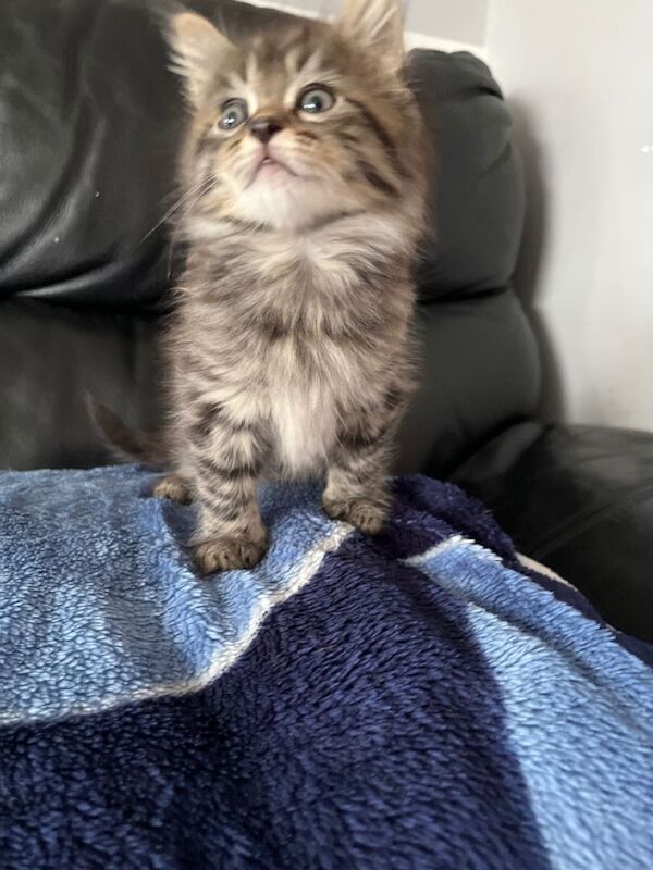 Two adorable kitem - Image 3 of 5
