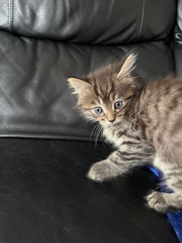 Two adorable kitem - Image 4 of 5