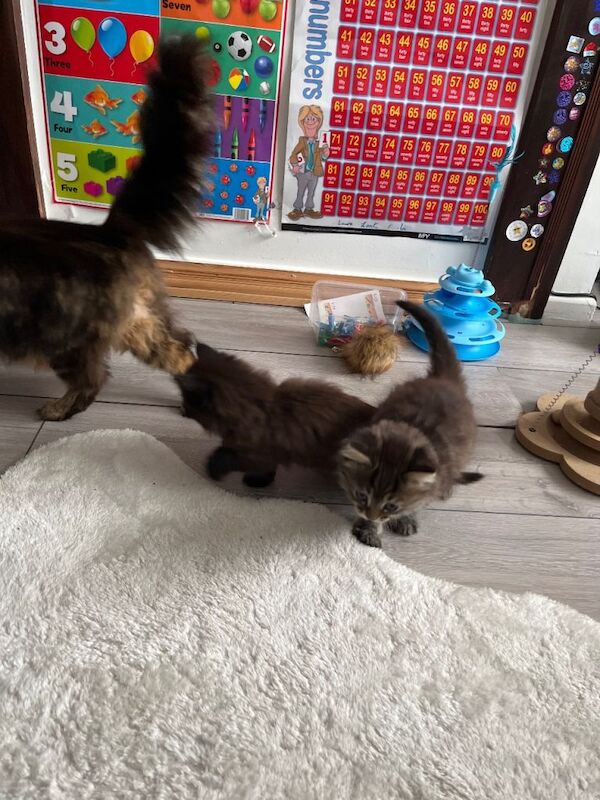 Two adorable kitem - Image 5 of 5