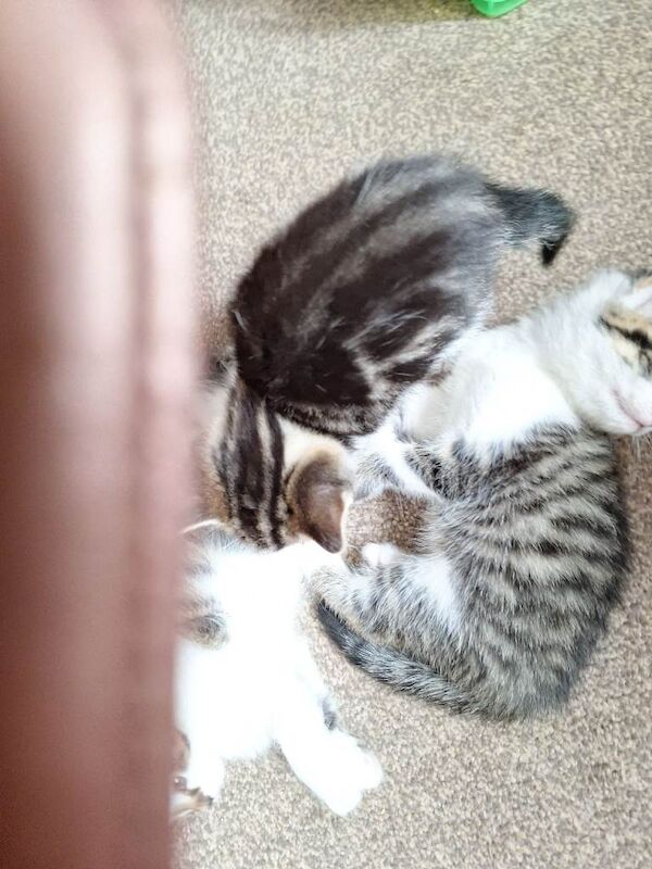 Two Bengal cross kittens