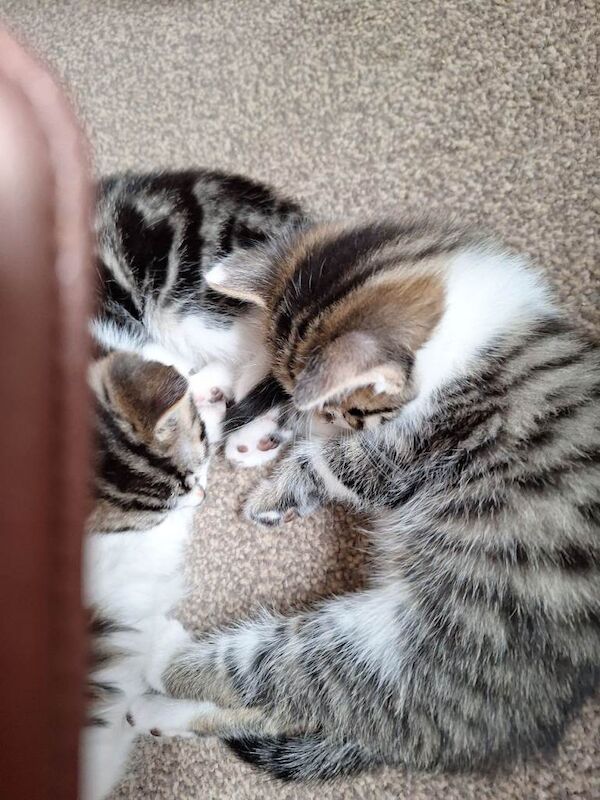 Two Bengal cross kittens - Image 2 of 4