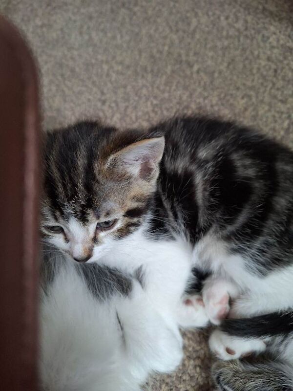 Two Bengal cross kittens - Image 3 of 4