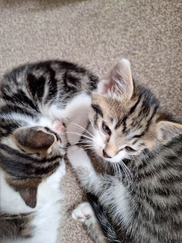 Two Bengal cross kittens - Image 4 of 4