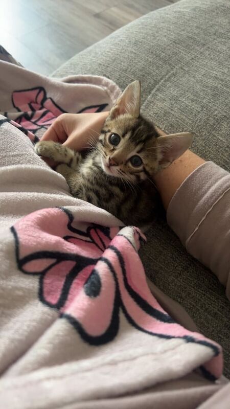 Two bengal female kittens for sale in Draperstown, County Londonderry