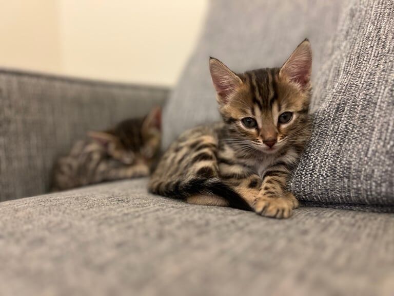Two bengal female kittens for sale in Draperstown, County Londonderry | Image 2