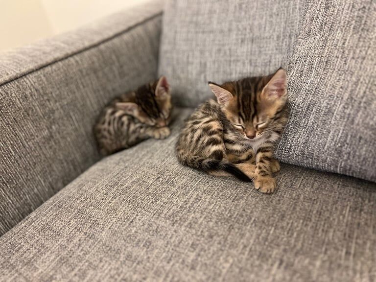 Two bengal female kittens for sale in Draperstown, County Londonderry | Image 3