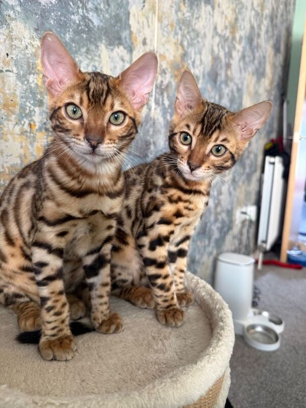 Bengal Kittens For Sale