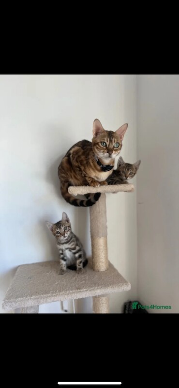 Bengal Kittens For Sale