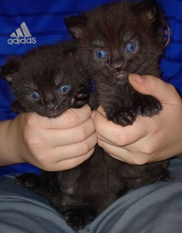 Bengal kittens for sale in Cumbernauld, Dunbartonshire – 10 weeks old