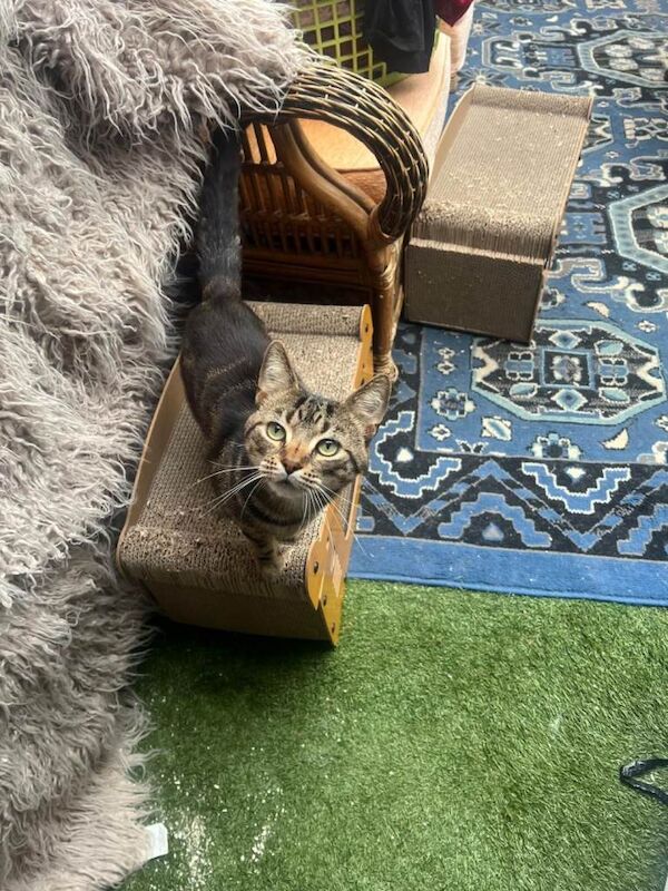 Bengal Kittens For Sale