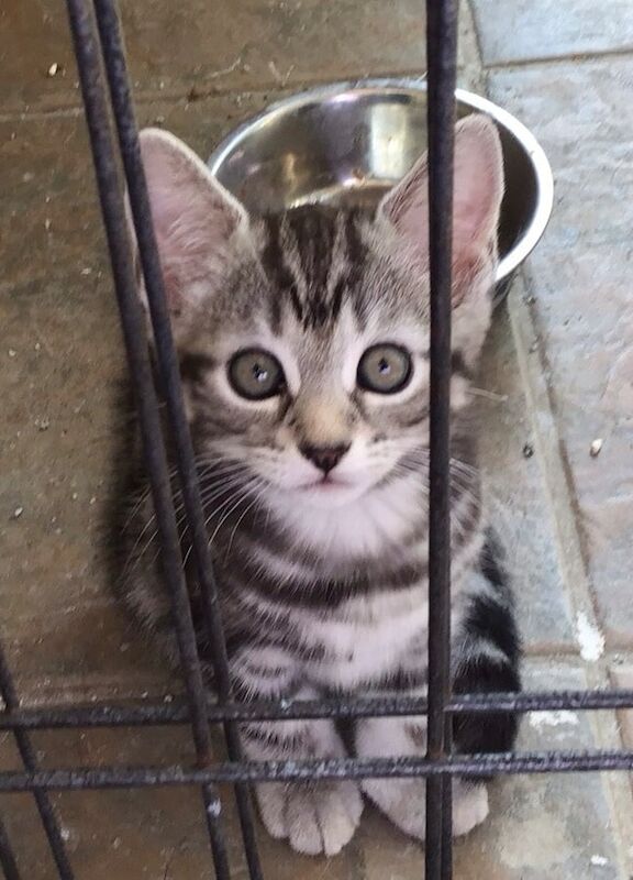 Bengal kittens for sale in Totton, Hampshire – 9 weeks old