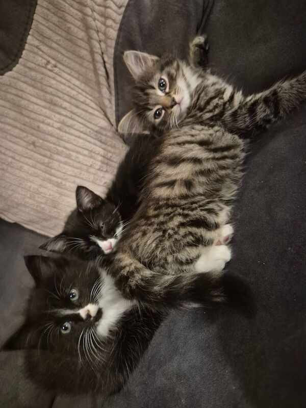 Bengal kittens for sale in Southampton, Hampshire – 8 weeks old