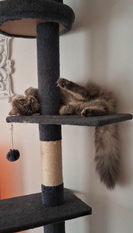 Twyla - Bengal Ragdoll