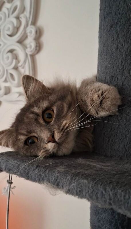 Twyla - Bengal Ragdoll - Image 2 of 6