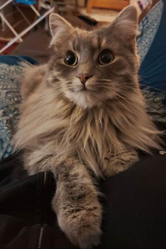 Twyla - Bengal Ragdoll - Image 3 of 6