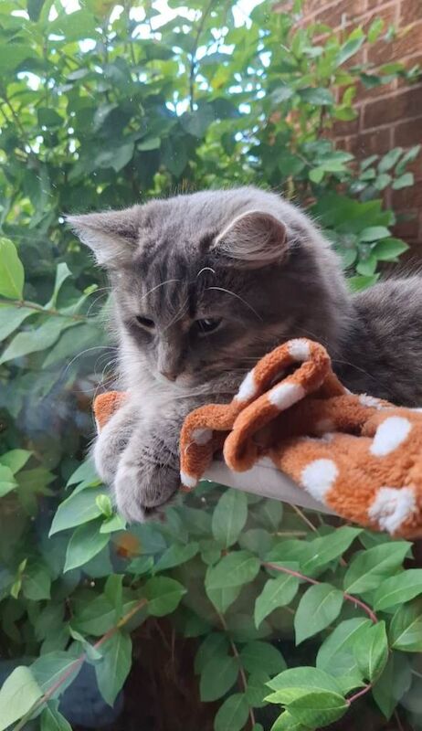 Twyla - Bengal Ragdoll - Image 5 of 6
