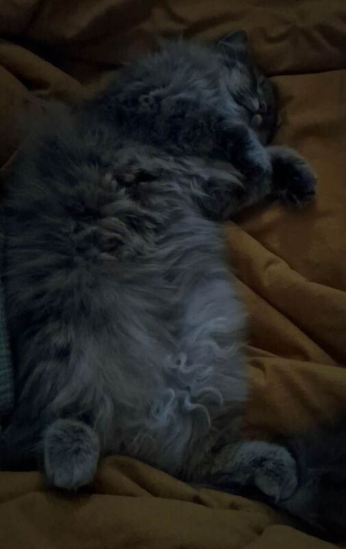 Twyla - Bengal Ragdoll - Image 6 of 6
