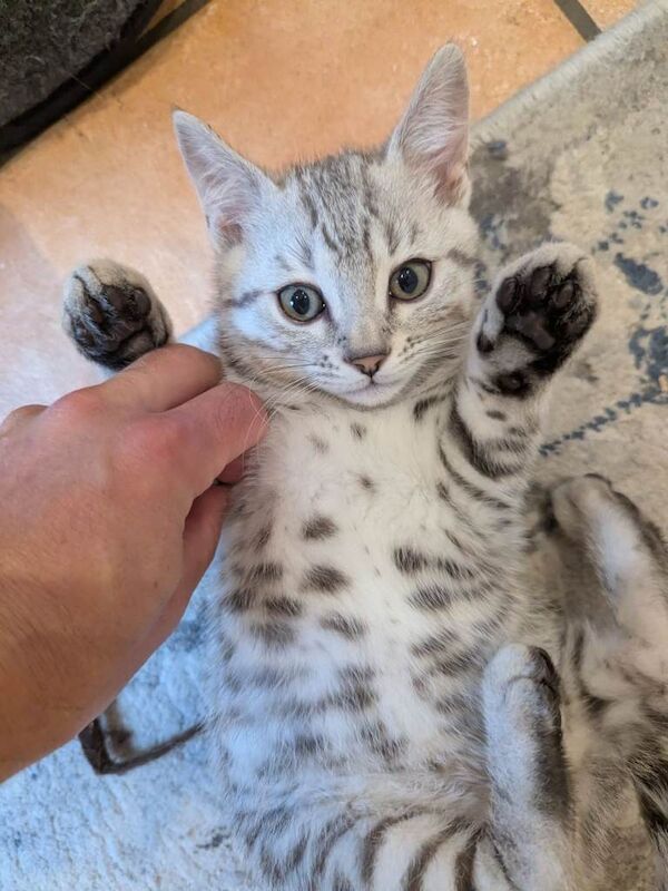 Bengal Kittens For Sale
