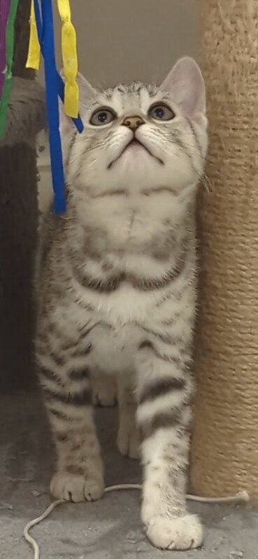 Unique Snow Bengals kitten - Image 2 of 5