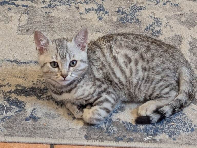 Unique Snow Bengals kitten - Image 3 of 5