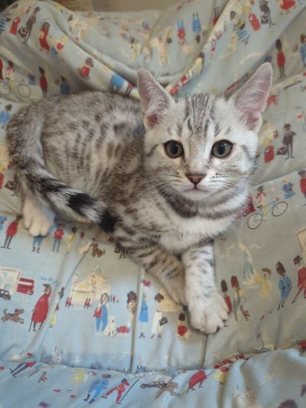 Unique Snow Bengals kitten - Image 4 of 5