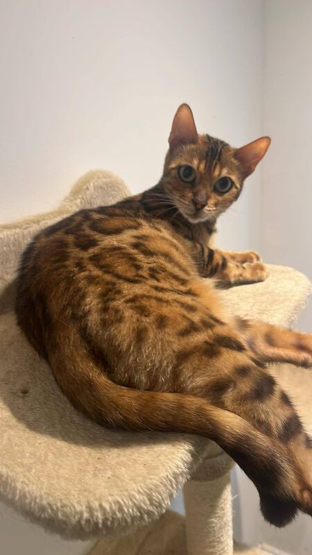 Bengal kittens for sale in Milford Haven / Aberdaugleddau, Dyfed – 3 years old - Image 1 of 7