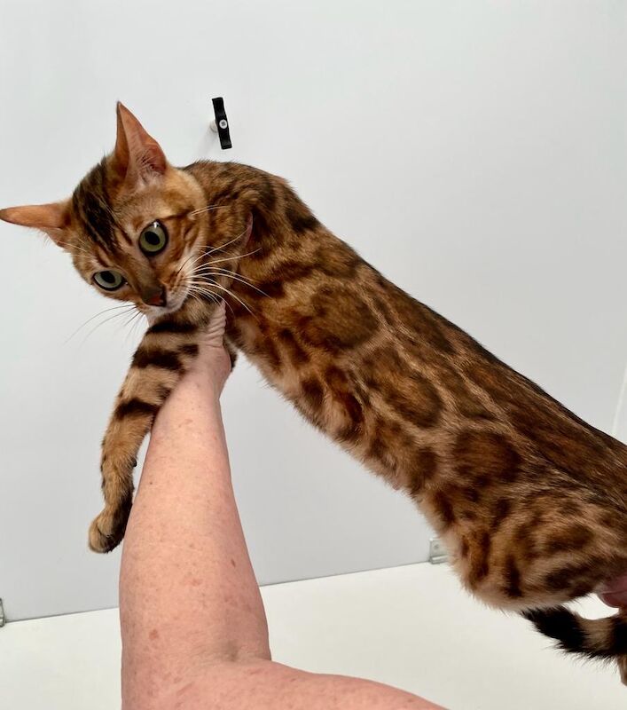 Bengal kittens for sale in Milford Haven / Aberdaugleddau, Dyfed – 3 years old - Image 2 of 7