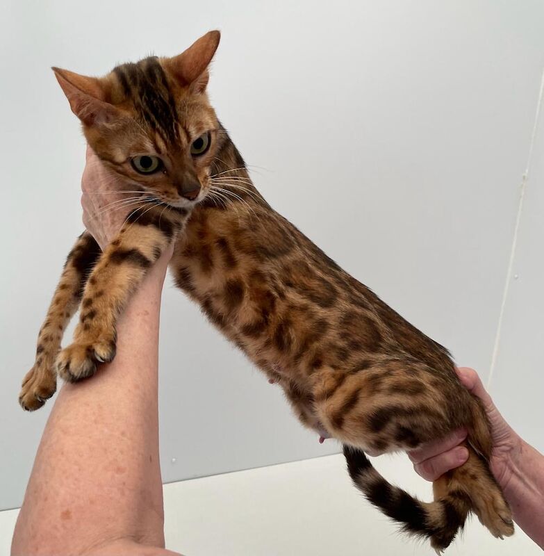 Bengal kittens for sale in Milford Haven / Aberdaugleddau, Dyfed – 3 years old - Image 3 of 7