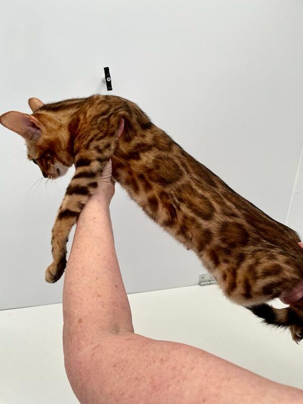 Bengal kittens for sale in Milford Haven / Aberdaugleddau, Dyfed – 3 years old - Image 4 of 7