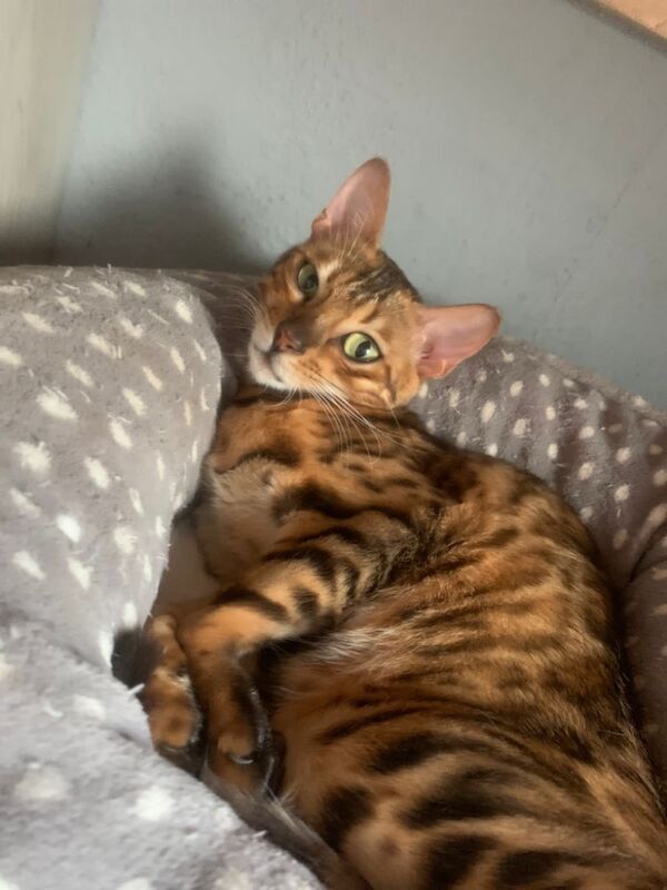 Bengal kittens for sale in Milford Haven / Aberdaugleddau, Dyfed – 3 years old - Image 5 of 7