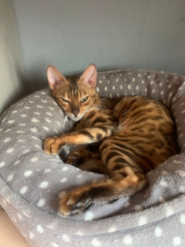 Bengal kittens for sale in Milford Haven / Aberdaugleddau, Dyfed – 3 years old - Image 6 of 7