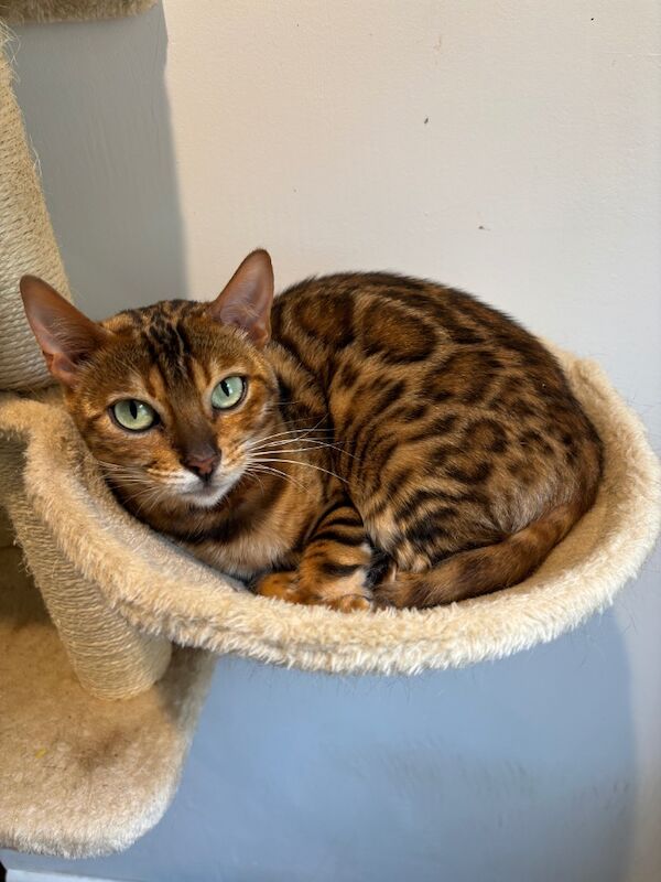 Bengal kittens for sale in Milford Haven / Aberdaugleddau, Dyfed – 3 years old - Image 7 of 7