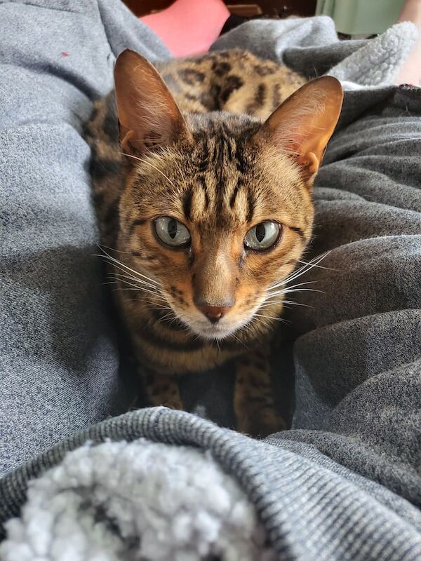 Bengal kittens for sale in Kirkcaldy, Fife – 5 years old