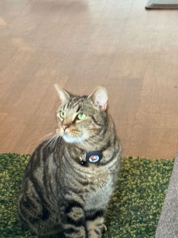 Bengal kittens for sale in Stanmore, Greater London – 4 years old