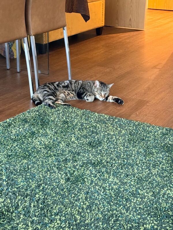 Bengal kittens for sale in Stanmore, Greater London – 4 years old - Image 2 of 5