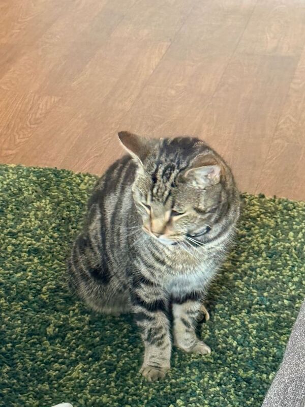 Bengal kittens for sale in Stanmore, Greater London – 4 years old - Image 4 of 5