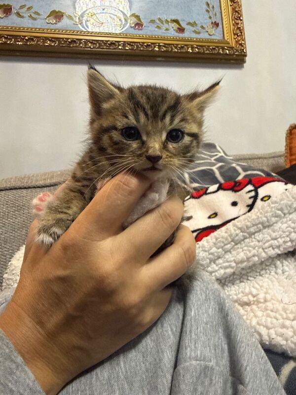 Very cute female kitten for sale