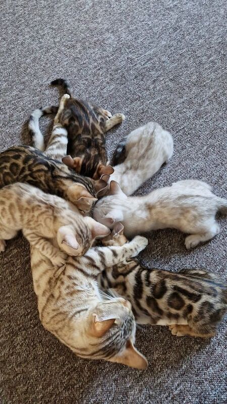 Bengal kittens for sale in Watford, Hertfordshire – 4 months old - Image 2 of 6
